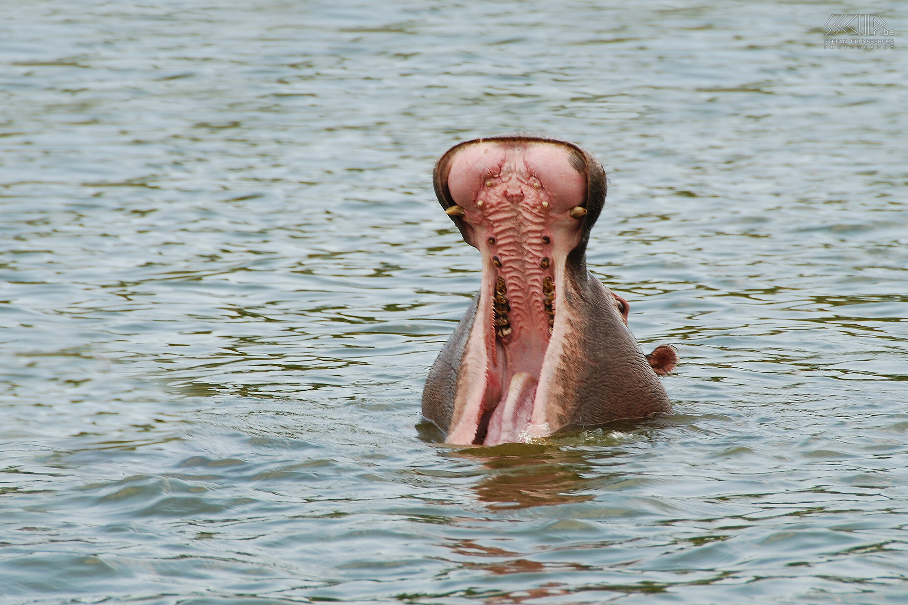 Queen Elizabeth - Hippo A hippopotamus with a wide open snout. Stefan Cruysberghs